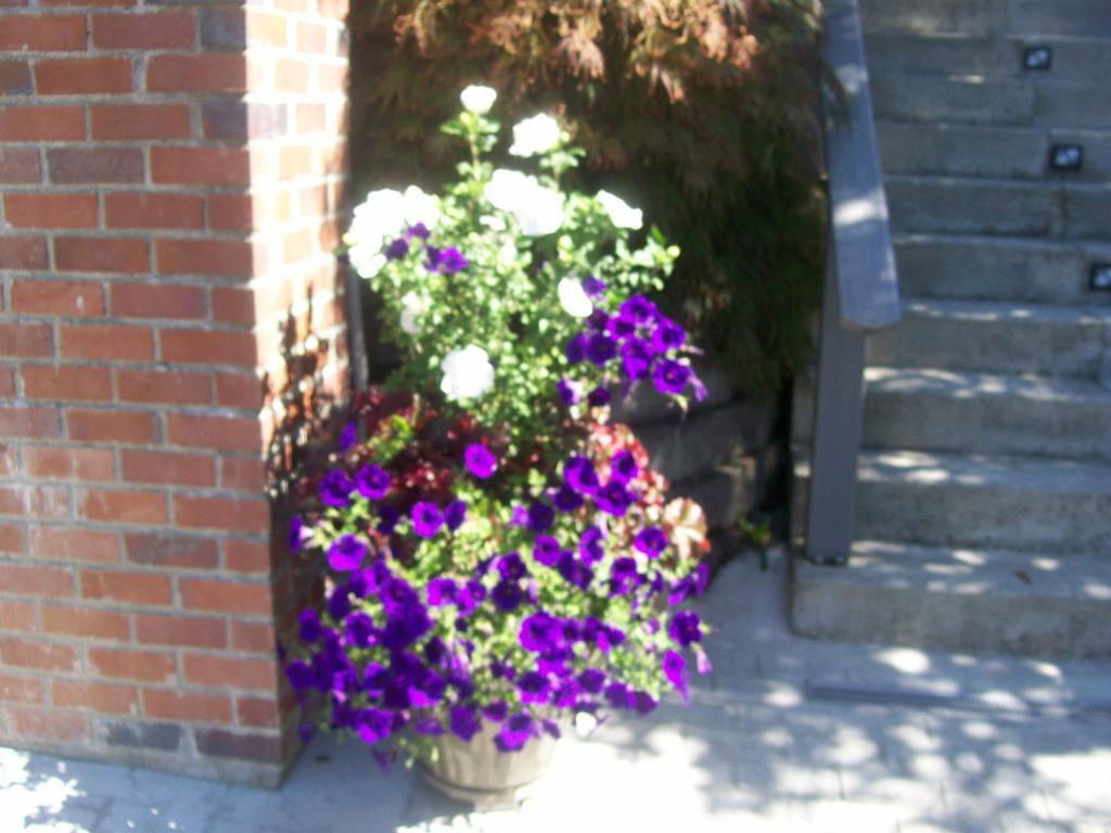 Bed & Breakfast Sleeping Bulldog Seattle