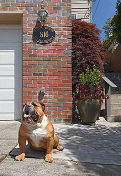 Sleeping Bulldog Seattle