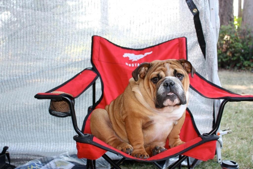 Sleeping Bulldog 4* Seattle